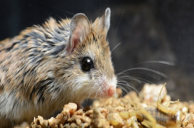 VIDEO. Comment la souris sauterelle résiste à la douleur 